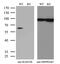 RAD23 Homolog B, Nucleotide Excision Repair Protein antibody, MA5-26702, Invitrogen Antibodies, Western Blot image 