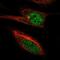 PiggyBac transposable element-derived protein 4 antibody, PA5-66280, Invitrogen Antibodies, Immunofluorescence image 