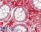 Joining Chain Of Multimeric IgA And IgM antibody, LS-B12942, Lifespan Biosciences, Immunohistochemistry paraffin image 