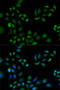 Peroxiredoxin 1 antibody, 15-042, ProSci, Immunofluorescence image 