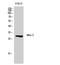 Msh Homeobox 2 antibody, A01783, Boster Biological Technology, Western Blot image 