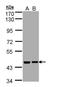 Aprataxin antibody, GTX109196, GeneTex, Western Blot image 