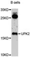 UPII antibody, abx126762, Abbexa, Western Blot image 