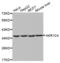 Aldo-Keto Reductase Family 1 Member C4 antibody, abx002336, Abbexa, Western Blot image 