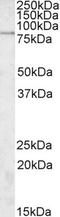 Small G Protein Signaling Modulator 3 antibody, orb20290, Biorbyt, Western Blot image 