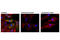Ezrin antibody, 3726S, Cell Signaling Technology, Immunofluorescence image 
