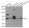 Calcium/calmodulin-dependent 3 ,5 -cyclic nucleotide phosphodiesterase 1B antibody, MBS127946, MyBioSource, Western Blot image 