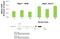 Nuclear Factor Kappa B Subunit 1 antibody, MA5-15870, Invitrogen Antibodies, Chromatin Immunoprecipitation image 