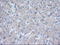 Tetratricopeptide Repeat Domain 32 antibody, LS-C115340, Lifespan Biosciences, Immunohistochemistry frozen image 