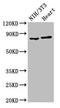 Ribosomal Protein S6 Kinase A3 antibody, LS-C671090, Lifespan Biosciences, Western Blot image 