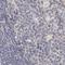 Annexin A9 antibody, NBP1-90153, Novus Biologicals, Immunohistochemistry paraffin image 