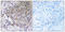 WASP Family Member 3 antibody, LS-C199729, Lifespan Biosciences, Immunohistochemistry frozen image 