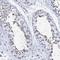 Spermatogenesis Associated 19 antibody, NBP2-31979, Novus Biologicals, Immunohistochemistry frozen image 