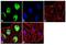 Histone Cluster 4 H4 antibody, 720166, Invitrogen Antibodies, Immunofluorescence image 