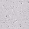 Cystatin F antibody, PA5-59181, Invitrogen Antibodies, Immunohistochemistry paraffin image 