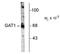 Solute Carrier Family 6 Member 1 antibody, TA309145, Origene, Western Blot image 