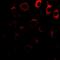 MAGE Family Member D1 antibody, abx225274, Abbexa, Western Blot image 