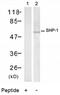 Protein Tyrosine Phosphatase Non-Receptor Type 6 antibody, AP02795PU-S, Origene, Western Blot image 