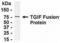 TGFB Induced Factor Homeobox 1 antibody, XW-7883, ProSci, Western Blot image 