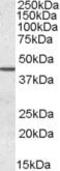 Septin 2 antibody, PA5-19023, Invitrogen Antibodies, Western Blot image 