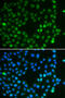 Spalt Like Transcription Factor 4 antibody, abx005379, Abbexa, Western Blot image 