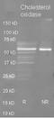 Cholesterol oxidase  antibody, R1075PS, Origene, Western Blot image 
