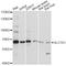 Solute Carrier Family 7 Member 1 antibody, A05274, Boster Biological Technology, Western Blot image 