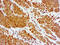 Actin Alpha 2, Smooth Muscle antibody, GTX73419, GeneTex, Immunohistochemistry paraffin image 