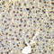 SSX Family Member 5 antibody, A15233, Boster Biological Technology, Immunohistochemistry frozen image 
