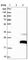 AN1-type zinc finger protein 2A antibody, HPA019469, Atlas Antibodies, Western Blot image 