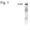 Elongator Complex Protein 1 antibody, PA1-4164, Invitrogen Antibodies, Western Blot image 