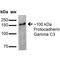 Protocadherin Gamma Subfamily C, 3 antibody, MA5-27671, Invitrogen Antibodies, Western Blot image 
