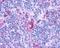G Protein-Coupled Receptor 132 antibody, NLS1600, Novus Biologicals, Immunohistochemistry frozen image 