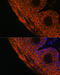 Transglutaminase 1 antibody, 22-878, ProSci, Immunofluorescence image 