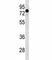GATA Zinc Finger Domain Containing 2A antibody, F47871-0.4ML, NSJ Bioreagents, Western Blot image 