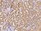 A-Kinase Anchoring Protein 10 antibody, 203321-T08, Sino Biological, Immunohistochemistry frozen image 