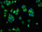 Scavenger Receptor Class A Member 5 antibody, LS-C675185, Lifespan Biosciences, Immunofluorescence image 