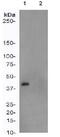 Mitogen-Activated Protein Kinase Kinase 1 antibody, ab96379, Abcam, Western Blot image 