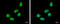 Zinc Finger Protein 329 antibody, GTX122136, GeneTex, Immunocytochemistry image 