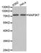 Mitogen-Activated Protein Kinase Kinase Kinase 7 antibody, abx005947, Abbexa, Western Blot image 