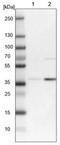 RFNG O-Fucosylpeptide 3-Beta-N-Acetylglucosaminyltransferase antibody, NBP1-90946, Novus Biologicals, Western Blot image 