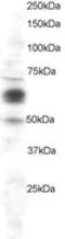 Prostaglandin-Endoperoxide Synthase 1 antibody, MBS421004, MyBioSource, Western Blot image 