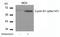 Cycb1 antibody, GTX50351, GeneTex, Western Blot image 