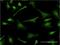 Proteolipid Protein 1 antibody, H00005354-M03, Novus Biologicals, Immunocytochemistry image 