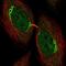 U2AF Homology Motif Kinase 1 antibody, NBP2-56531, Novus Biologicals, Immunofluorescence image 