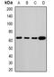 MLPH antibody, abx141363, Abbexa, Western Blot image 