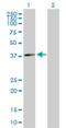 Rho Guanine Nucleotide Exchange Factor 40 antibody, H00055701-B01P, Novus Biologicals, Western Blot image 