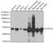 ATP Synthase F1 Subunit Alpha antibody, GTX33028, GeneTex, Western Blot image 