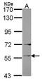 Ladinin 1 antibody, LS-C186363, Lifespan Biosciences, Western Blot image 