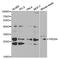 Peroxiredoxin 4 antibody, MBS126364, MyBioSource, Western Blot image 